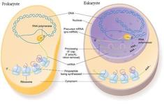 Prokaryotic Cells; Eukaryotic Cells; and Organelles